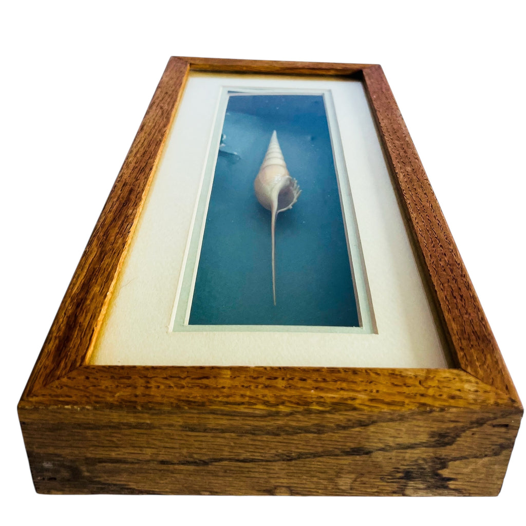 Vintage Spindle Tibia Seashell Shadow Box Framed