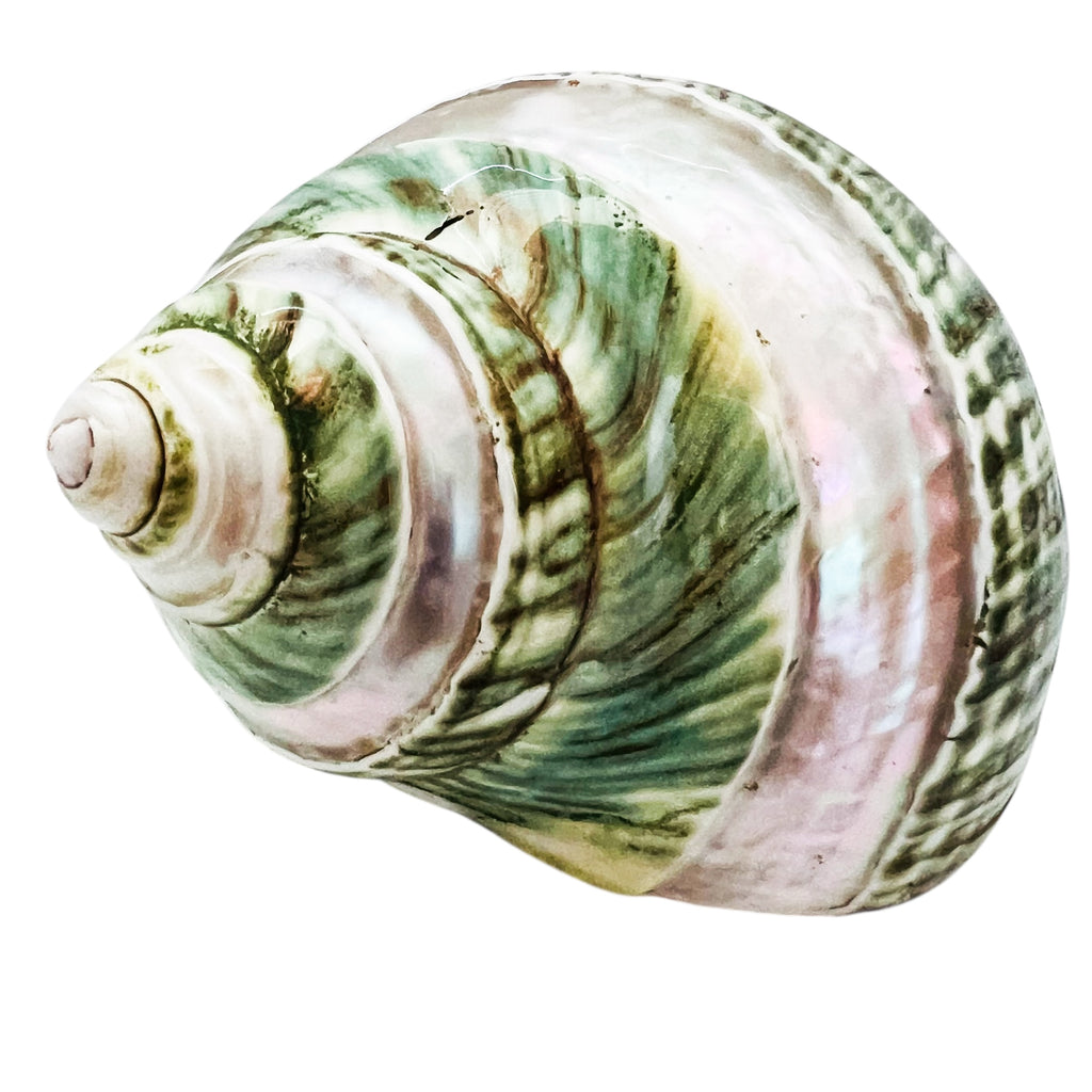 Polished Pearl Green Seashell Decor