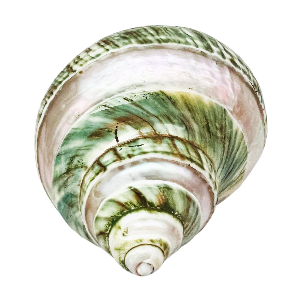 Polished Pearl Green Seashell Decor