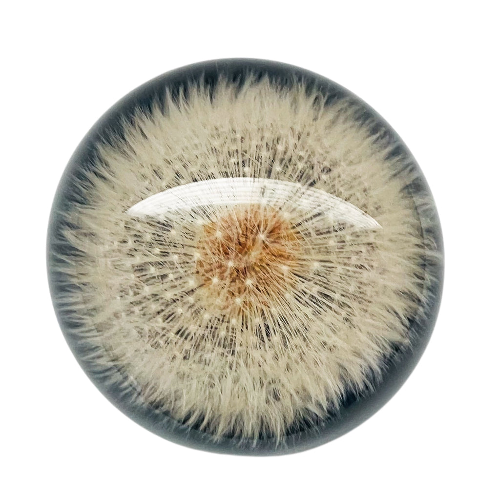 Vintage Lucite Encased Dandelion Paperweight