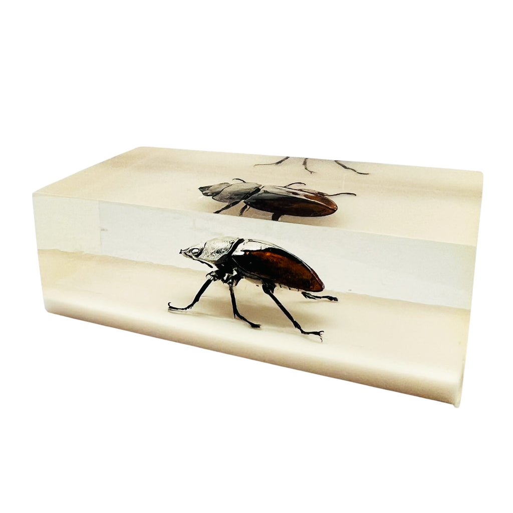 Vintage Resin Acrylic Insect Beetle Block Paperweight