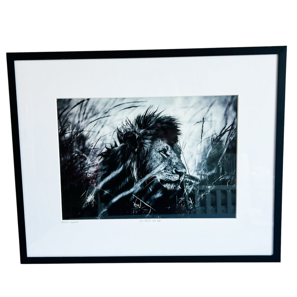 Laurent Baheux After The Nap Lion Art Photography Print Glass Black Framed