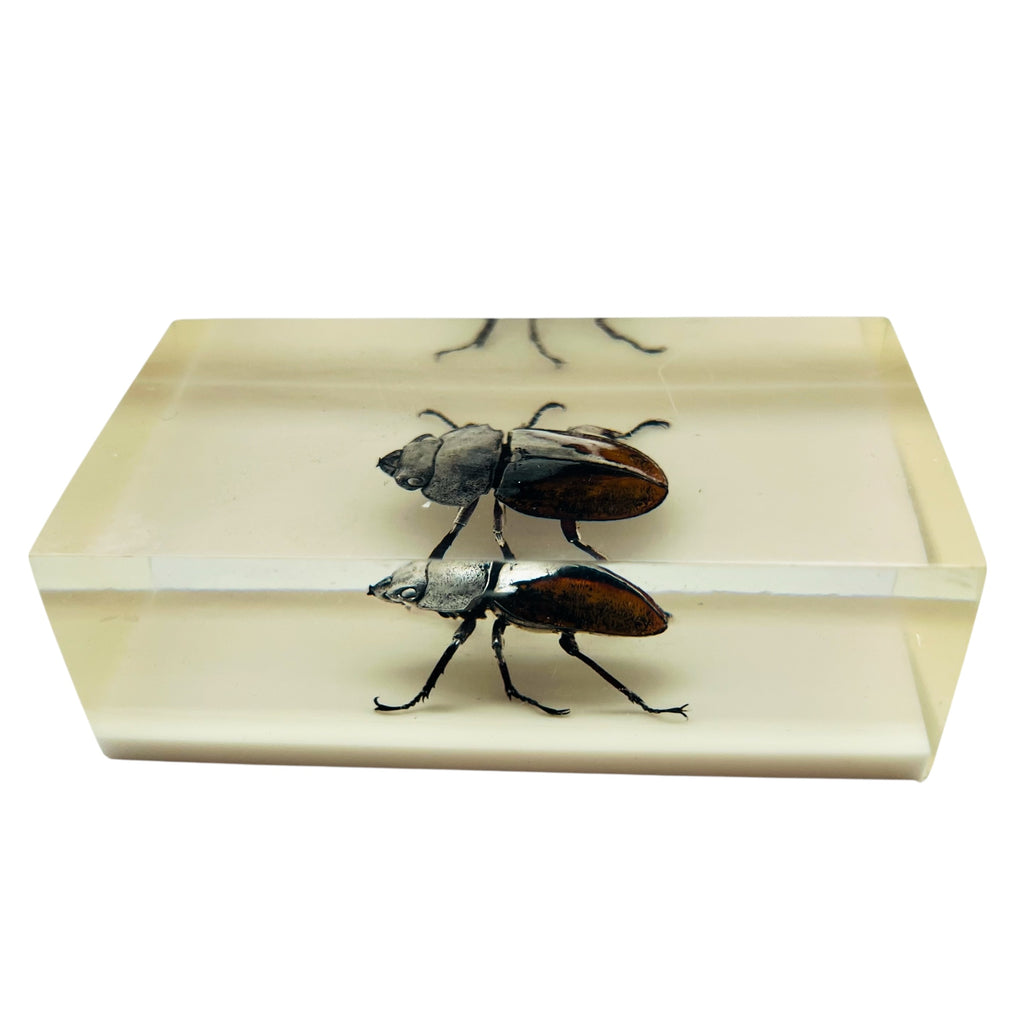 Vintage Resin Acrylic Insect Beetle Block Paperweight