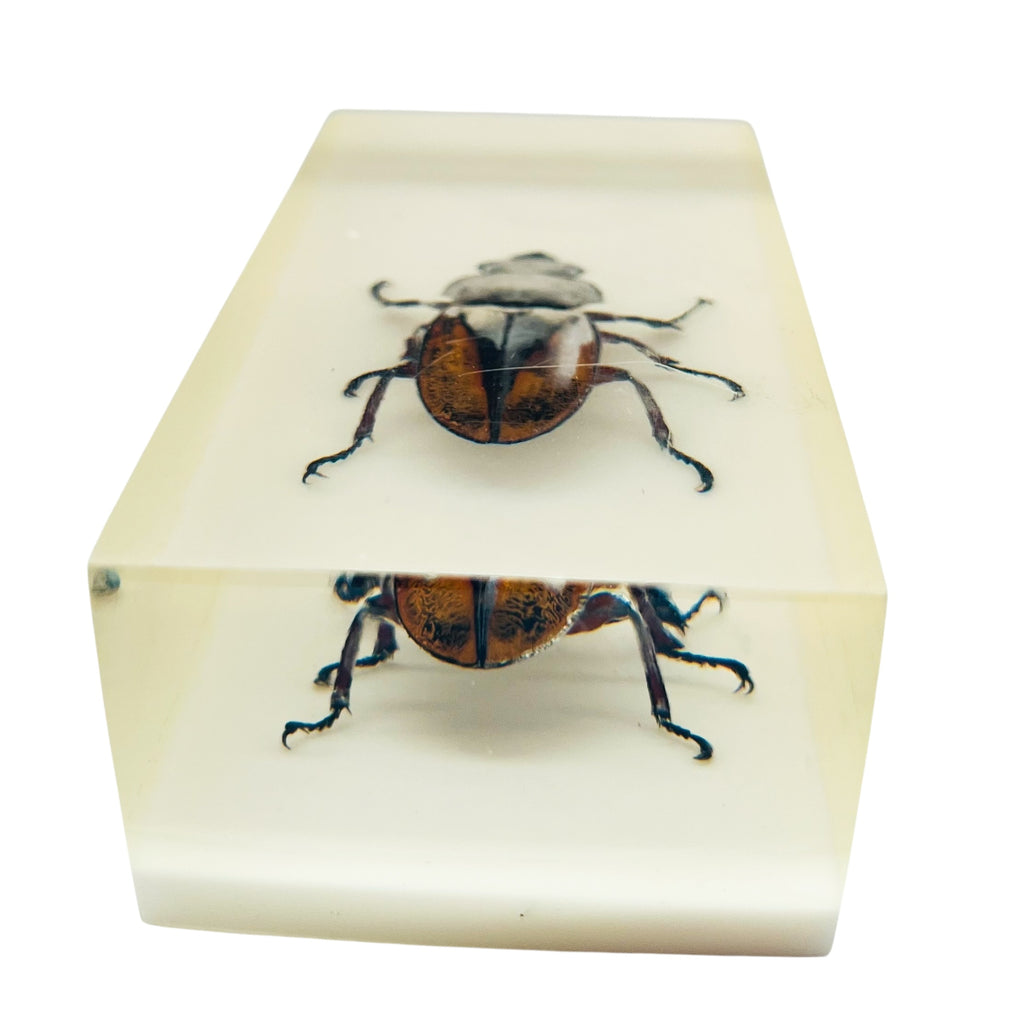 Vintage Resin Acrylic Insect Beetle Block Paperweight