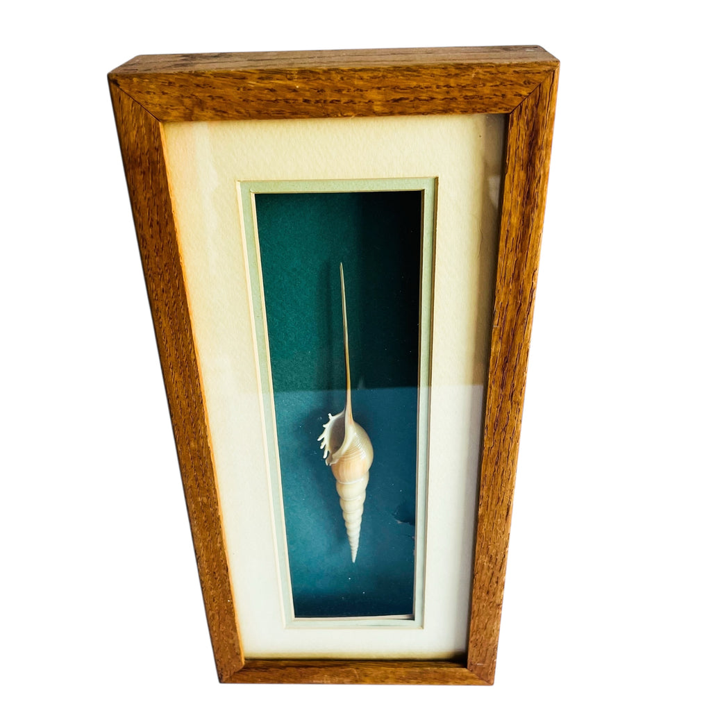 Vintage Spindle Tibia Seashell Shadow Box Framed