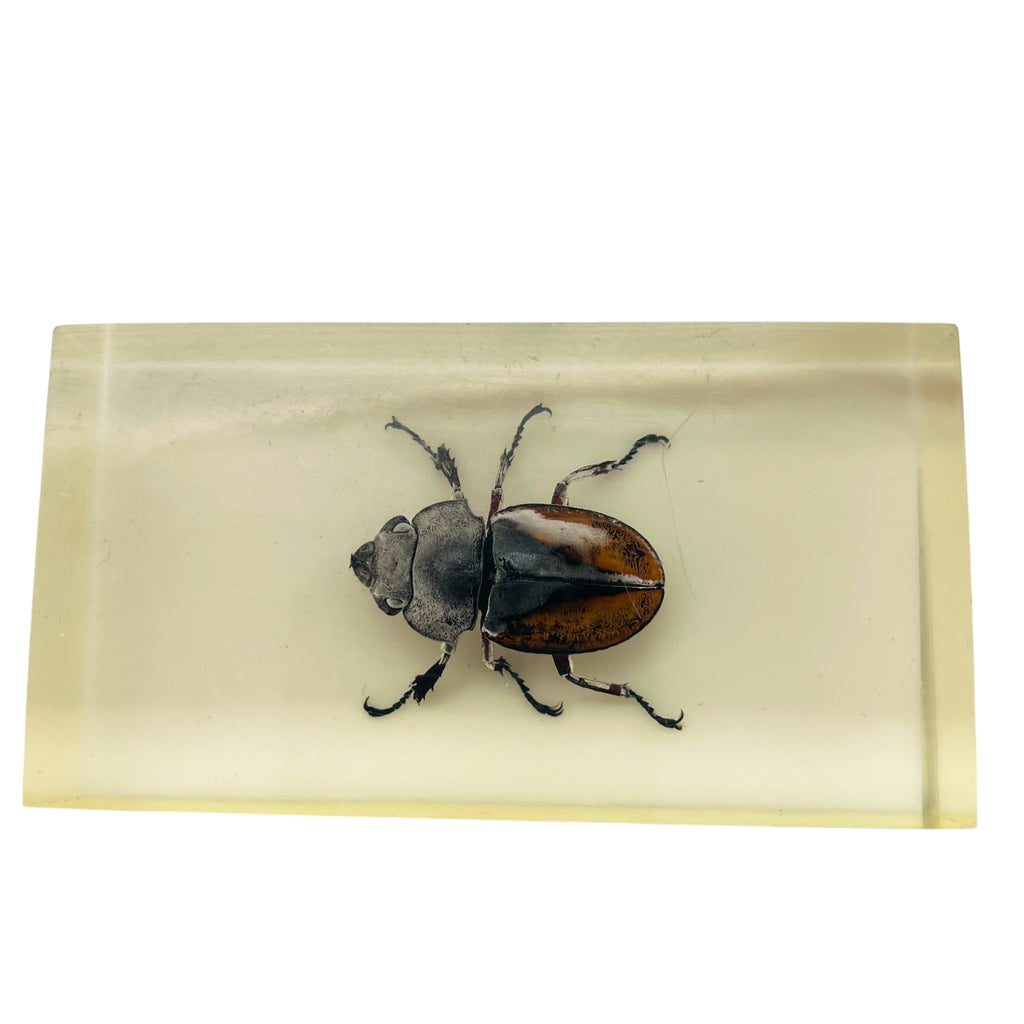 Vintage Resin Acrylic Insect Beetle Block Paperweight