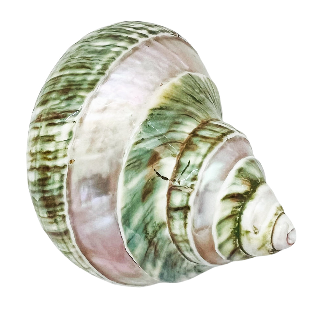 Polished Pearl Green Seashell Decor