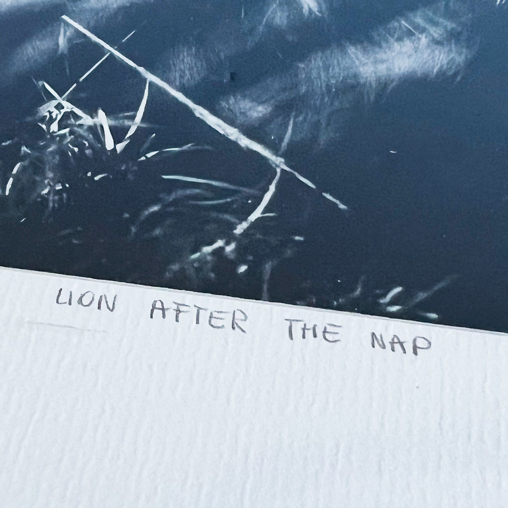 Laurent Baheux After The Nap Lion Art Photography Print Glass Black Framed