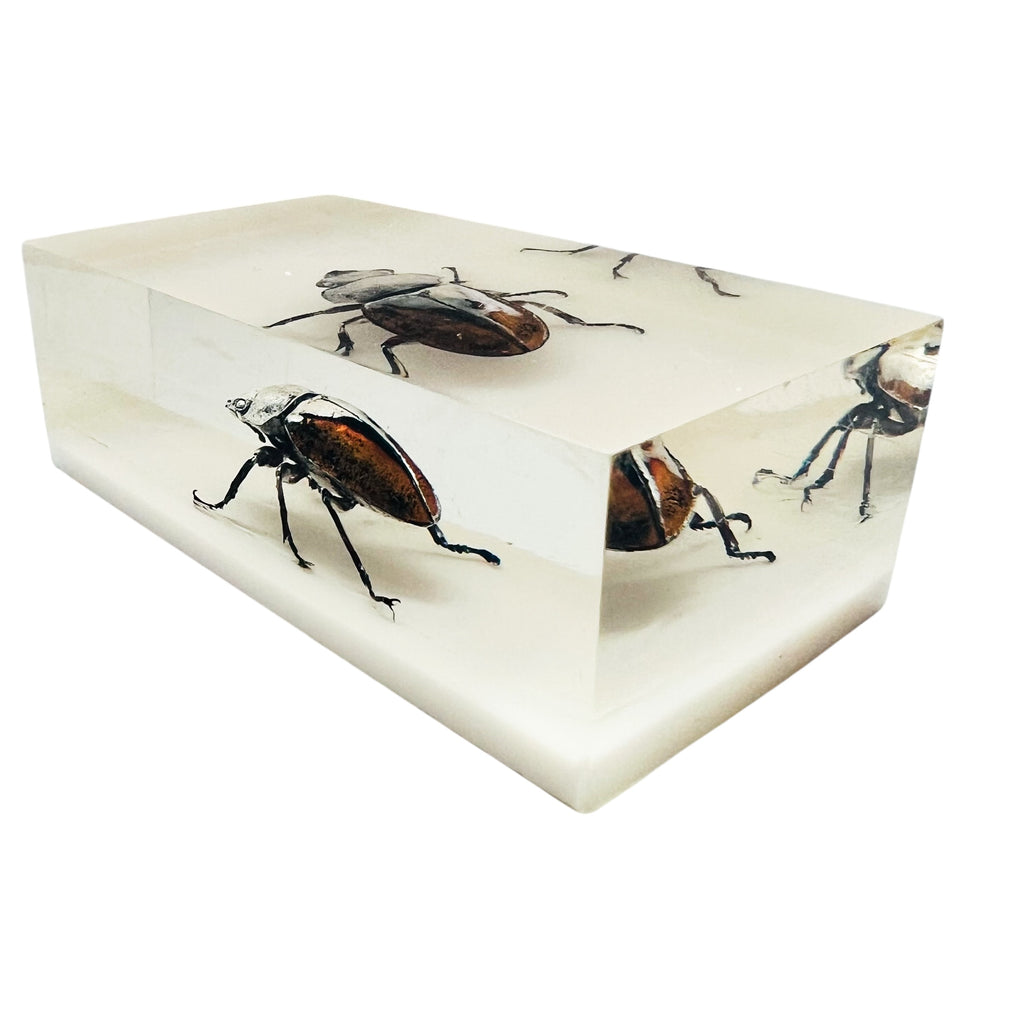 Vintage Resin Acrylic Insect Beetle Block Paperweight