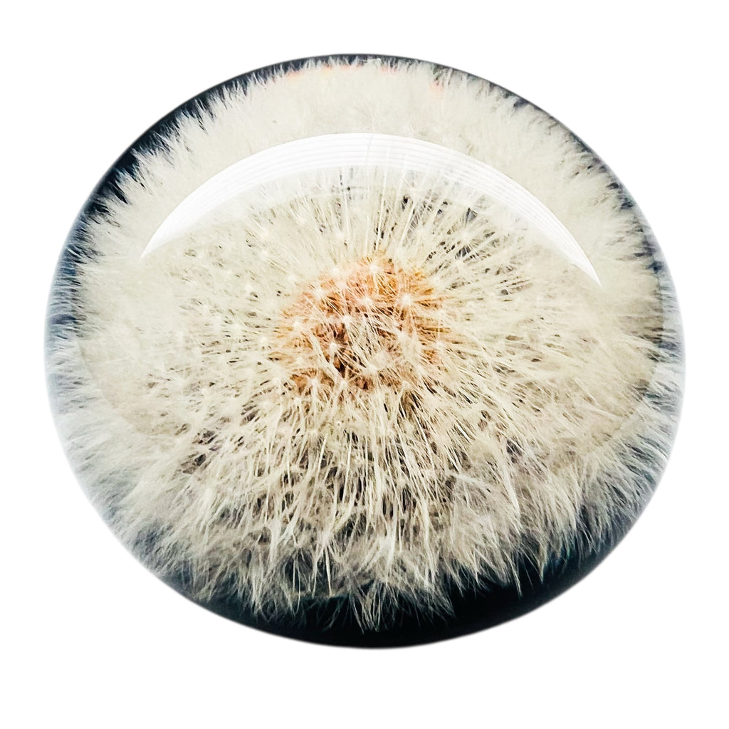 Vintage Lucite Encased Dandelion Paperweight