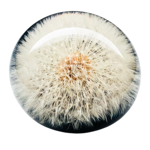 Vintage Lucite Encased Dandelion Paperweight