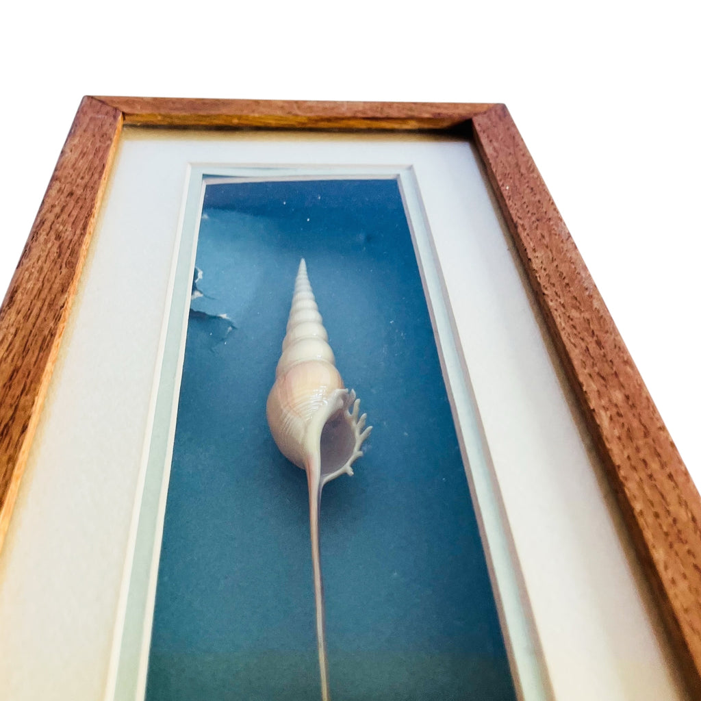 Vintage Spindle Tibia Seashell Shadow Box Framed