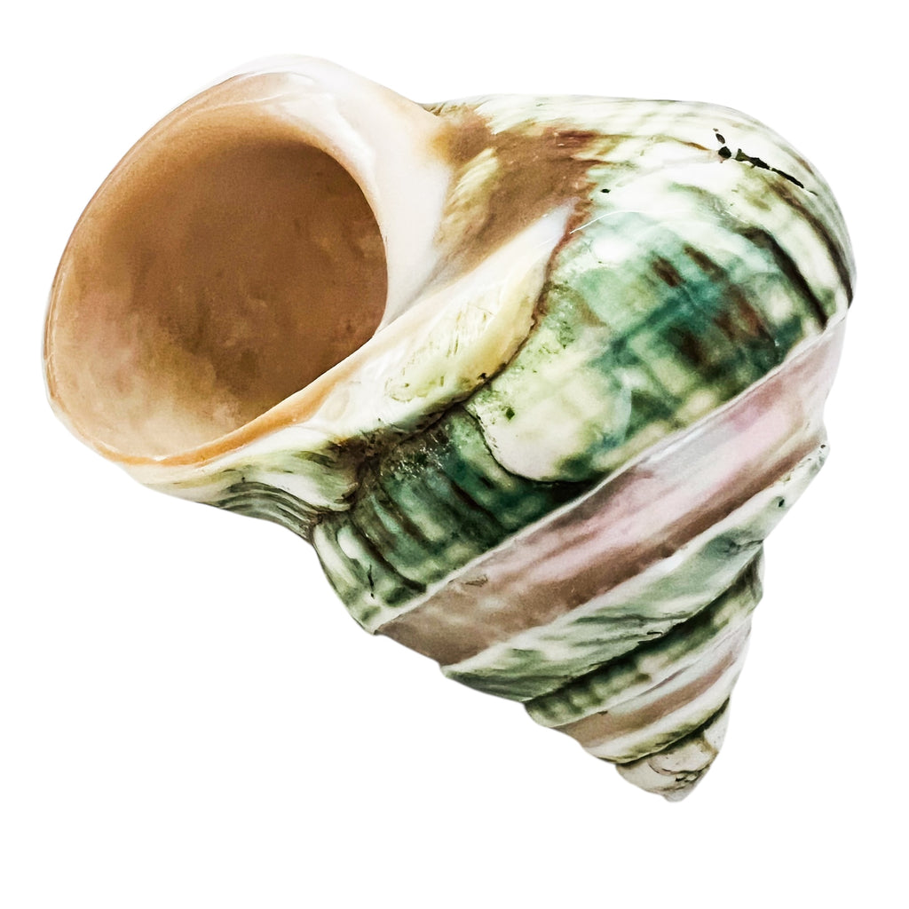 Polished Pearl Green Seashell Decor