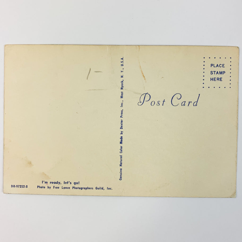 Vintage Poodle in Basket Dog Photo Postcard