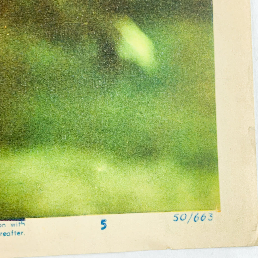 1950 Pagan Love Song MGM Technicolor Esther Willians Howard Keel Lobby Card #5