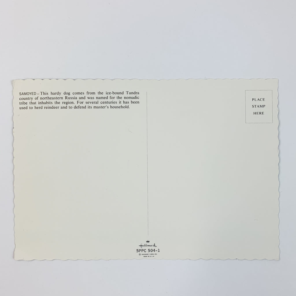 Samoyed Dog Vintage Hallmark Postcard