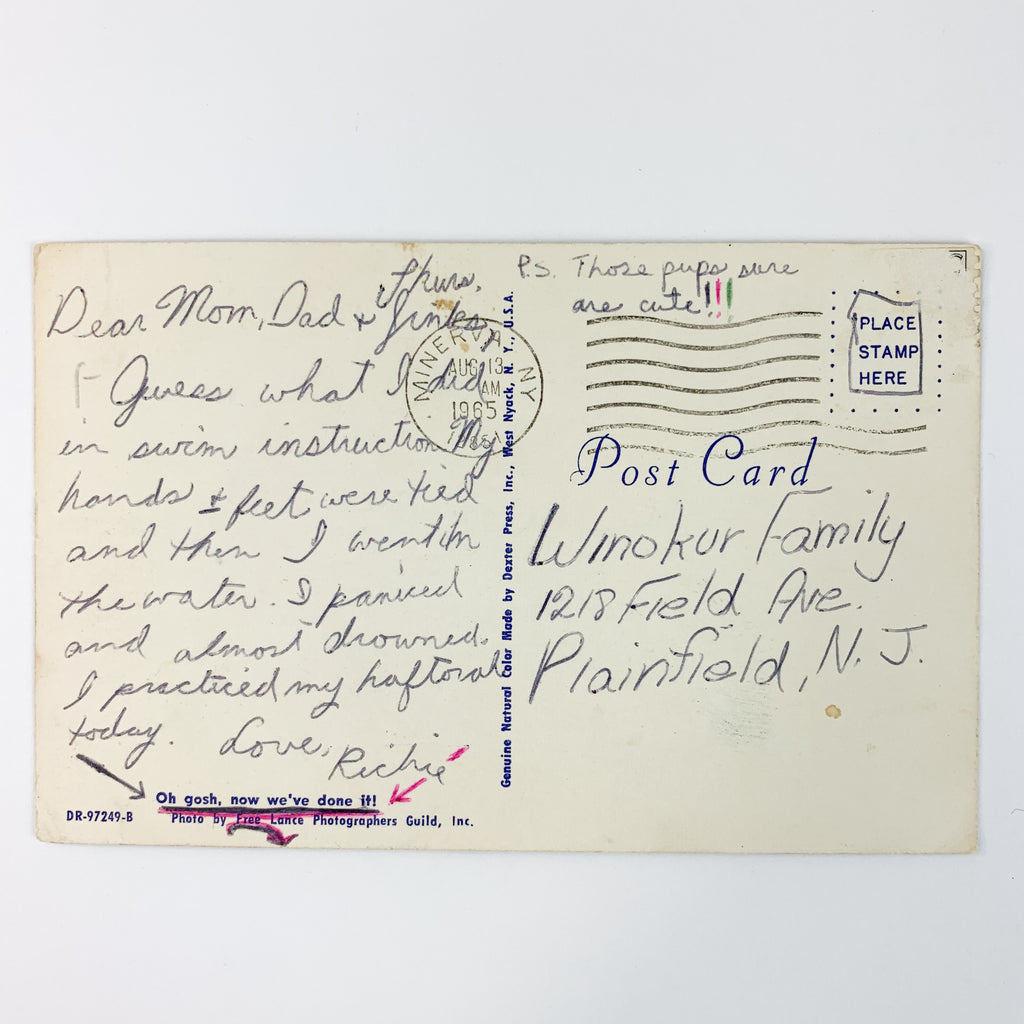 Basset Hound Mom Cute Litter of Puppies in Laundry Basket Postcard