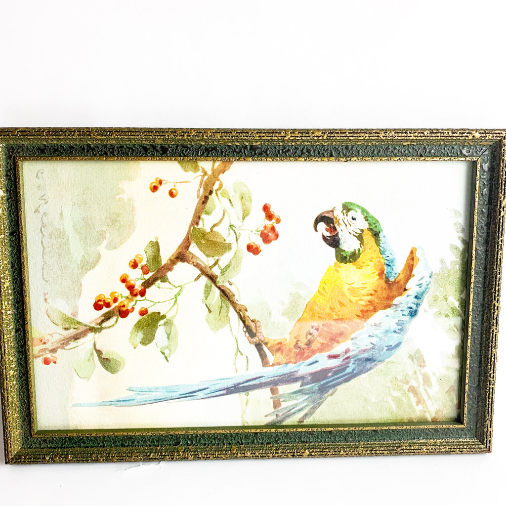 Vintage 1923 Catherine Klein Macaw Parrot Wall Print
