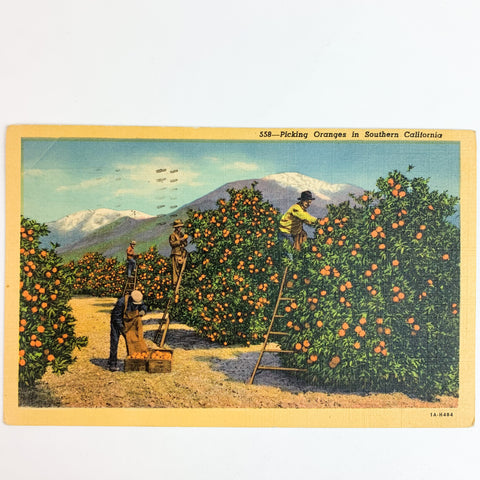 Picking Oranges in Southern California Linen Postcard