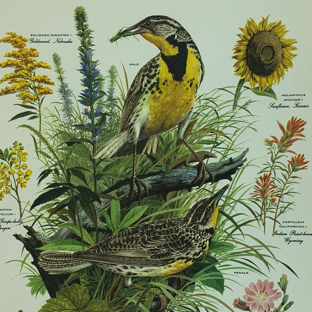 Vintage Arthur Singer Bird Prints Number 7 of a Series