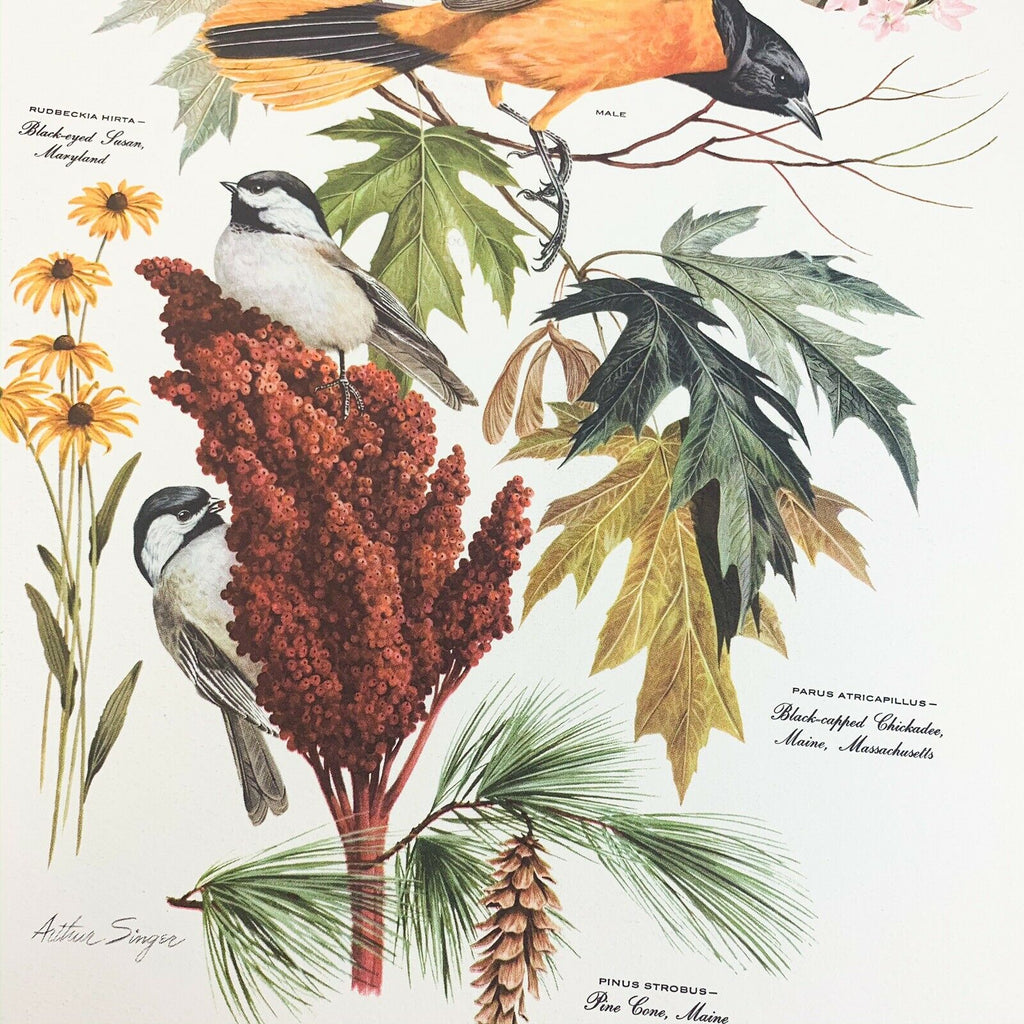 Vintage Arthur Singer Bird Prints Number 8 of a Series