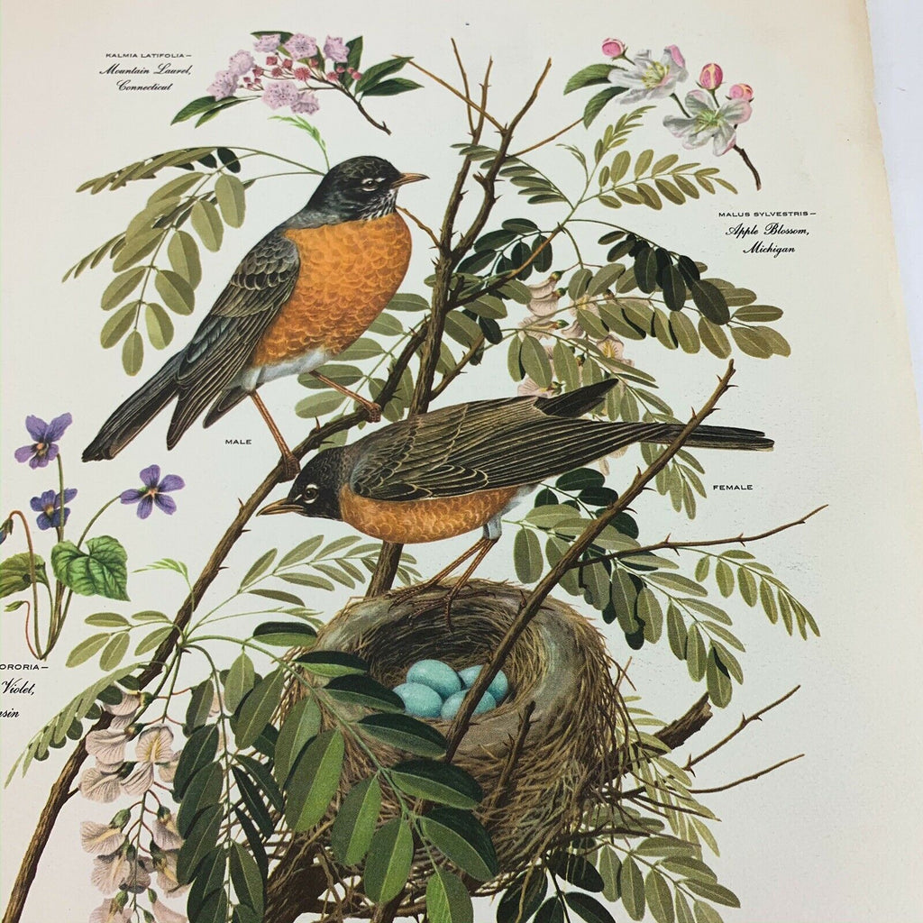 Vintage Arthur Singer Bird Prints Number 5 of a Series