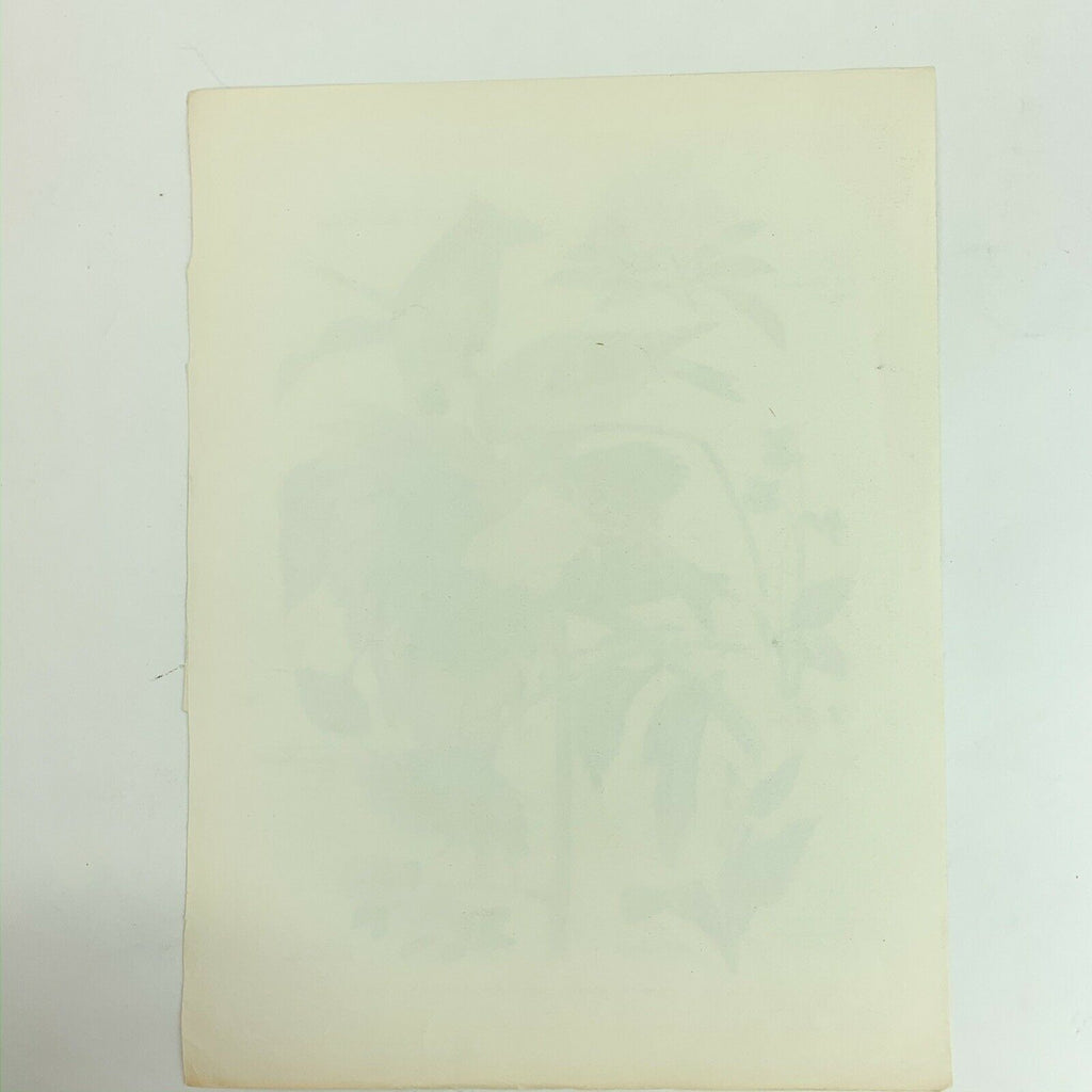 Vintage Arthur Singer Bird Prints Number 6 of a Series