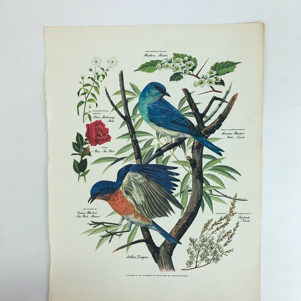 Vintage Arthur Singer Bird Prints Number 2 of a Series