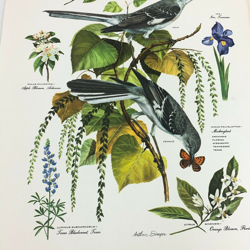 Vintage Arthur Singer Bird Prints Number 4 of a Series