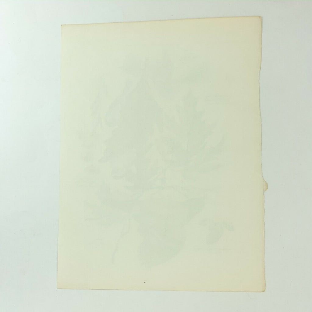 Vintage Arthur Singer Bird Prints Number 2 of a Series