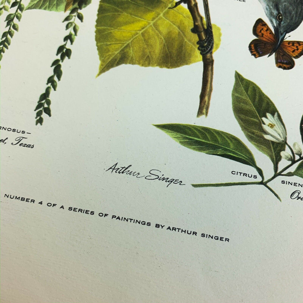 Vintage Arthur Singer Bird Prints Number 4 of a Series