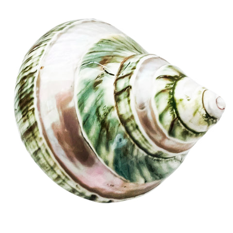 Polished Pearl Green Seashell Decor