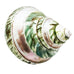 Polished Pearl Green Seashell Decor