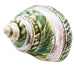 Polished Pearl Green Seashell Decor