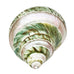 Polished Pearl Green Seashell Decor