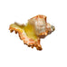 Conch ShellDecorative Shell with Rhinestones Hinged Trinket Box