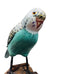 Vintage Hand Painted Parakeet With Wooden Base Bird Figurine
