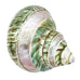 Polished Pearl Green Seashell Decor