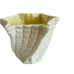 Vintage Belleek Ireland Spiral Limpet Shell Vase