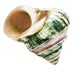 Polished Pearl Green Seashell Decor