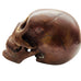 Skull Head Metal Display Decor Statue Figure