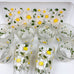 Vintage H. J Stotter Frosted Plastic Floral Glasses Tumbler Plate Tray Daisy Pattern Mid Century