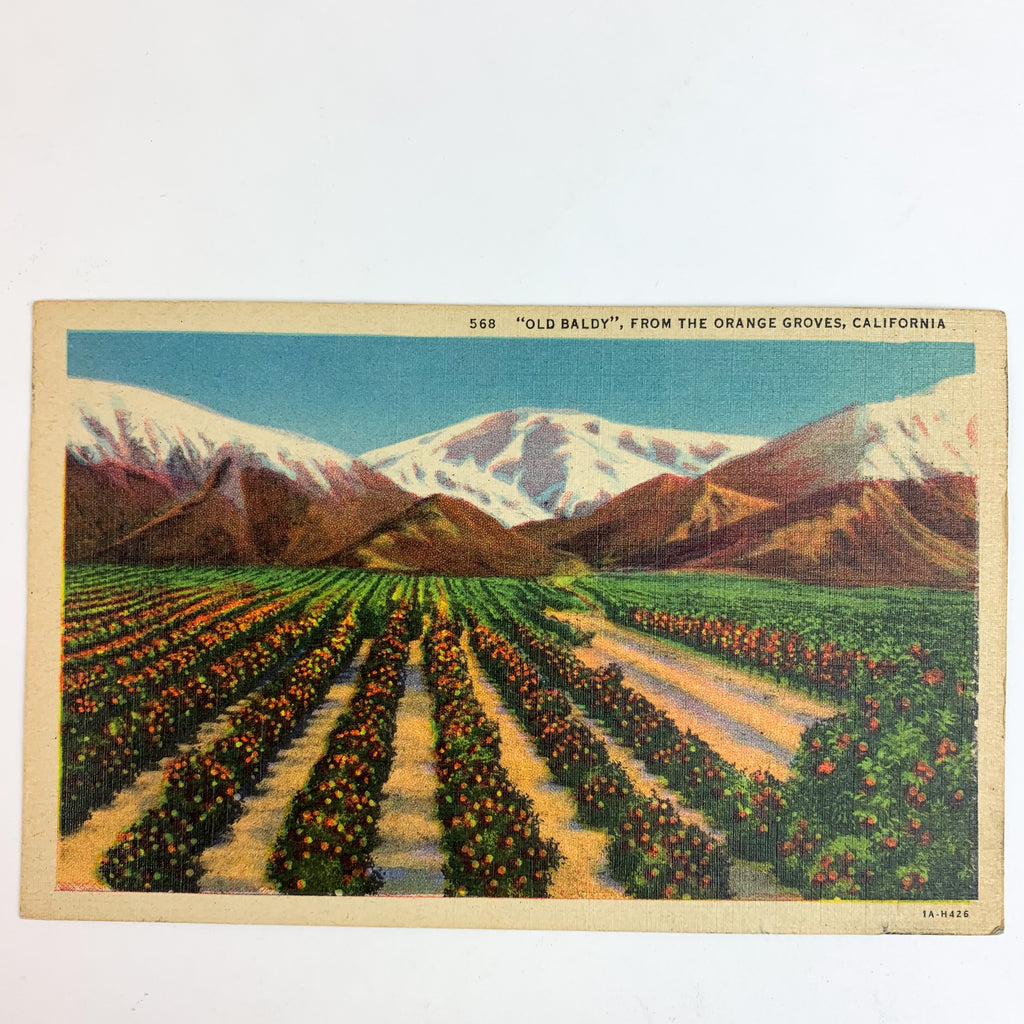 Vintage Orange Groves California Old Baldy Los Angeles CA Postcard
