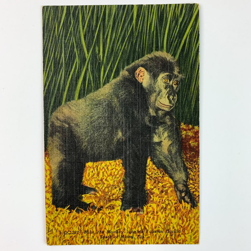 Monkey Jungle Gorilla Miami Flordia Zoo Linen Postcard