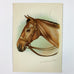 Dorothy Travers Pope Horse Vintage 1994 Unposted Postcard