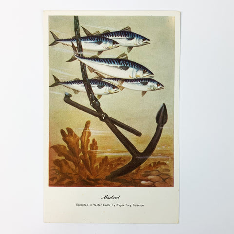 Mackerel Fish in Water Color by Roger Tory Peterson Art Postcard