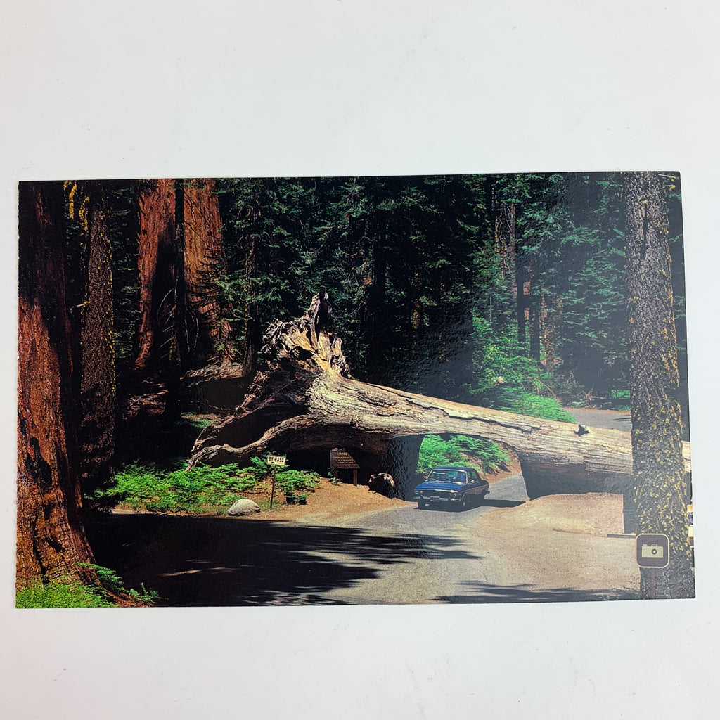 Sequoia National Park Tunnel Log Crescent Meadow California Postcard