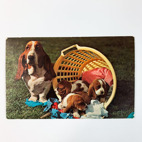 Basset Hound Mom Cute Litter of Puppies in Laundry Basket Postcard