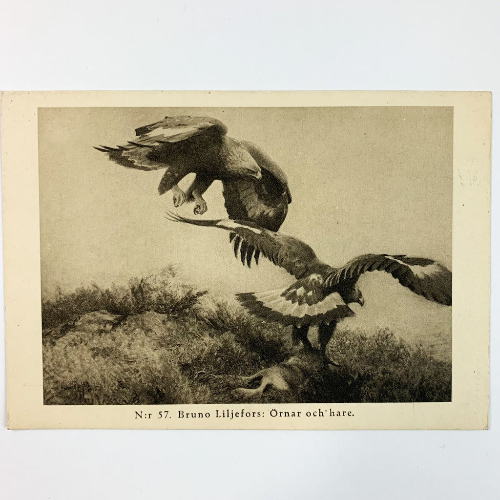 Bruno Liljefors Wildlife No 57 Unposted Vintage Postcard