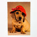 Dachshund Dog Vintage Hallmark Postcard